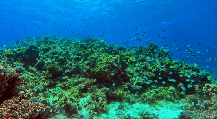 aqaba buceo snorkel