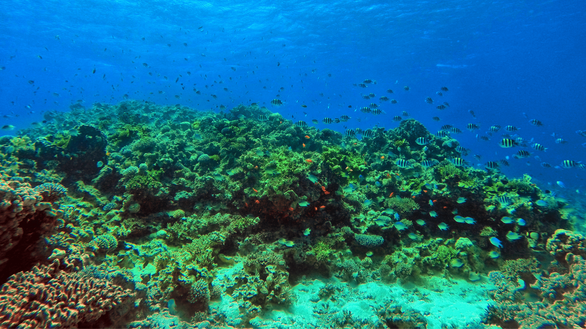 aqaba buceo snorkel