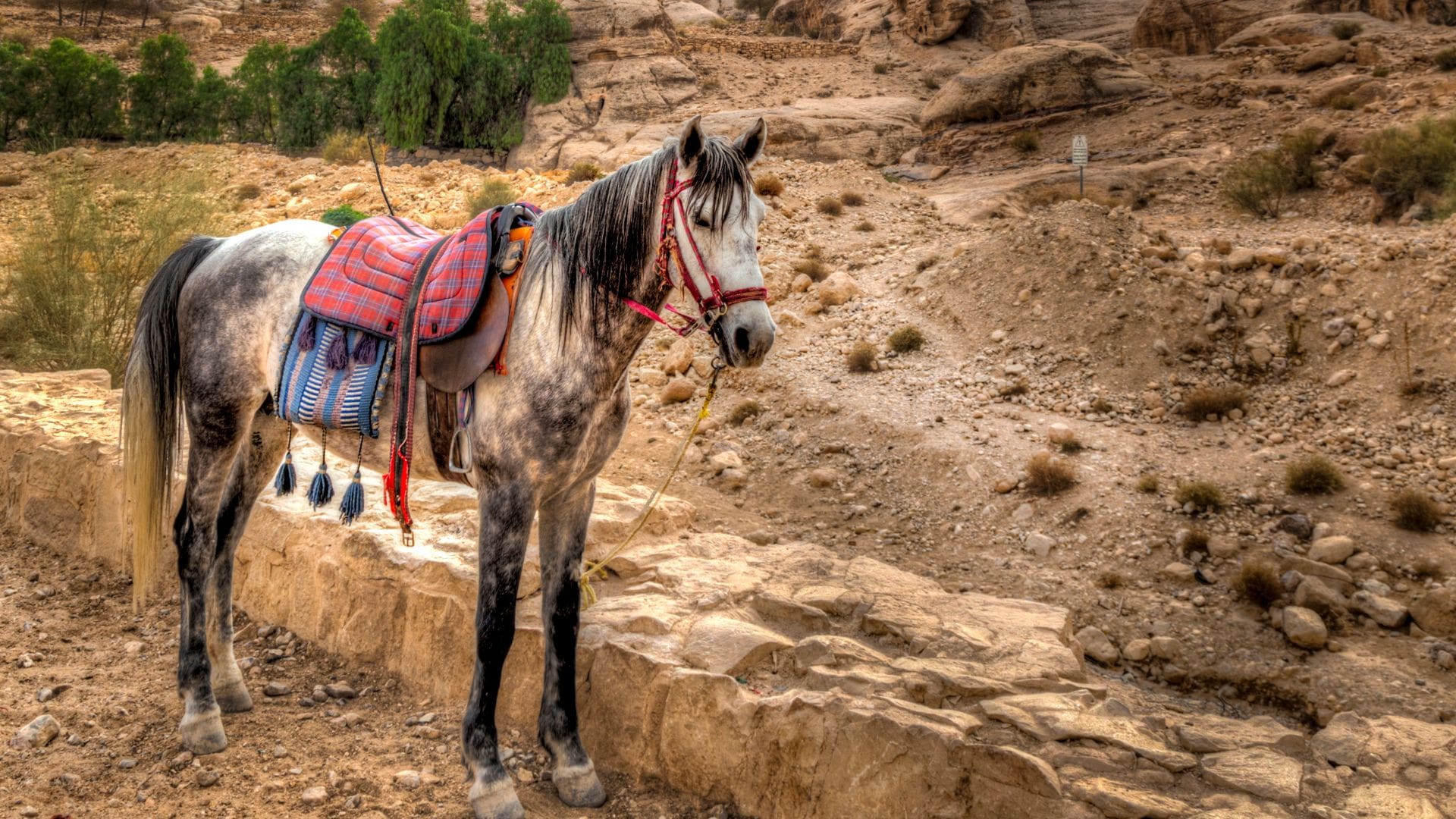 Caballos Petra 