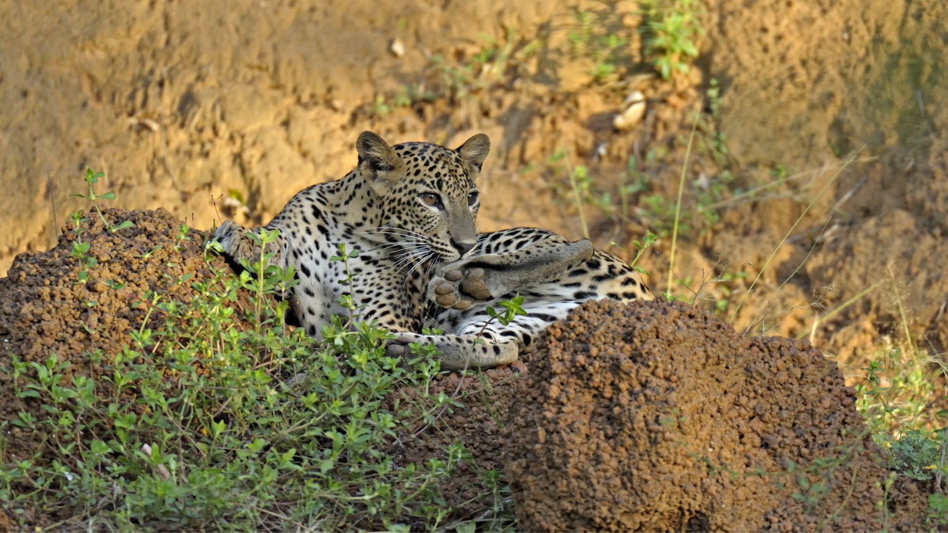 sri lanka