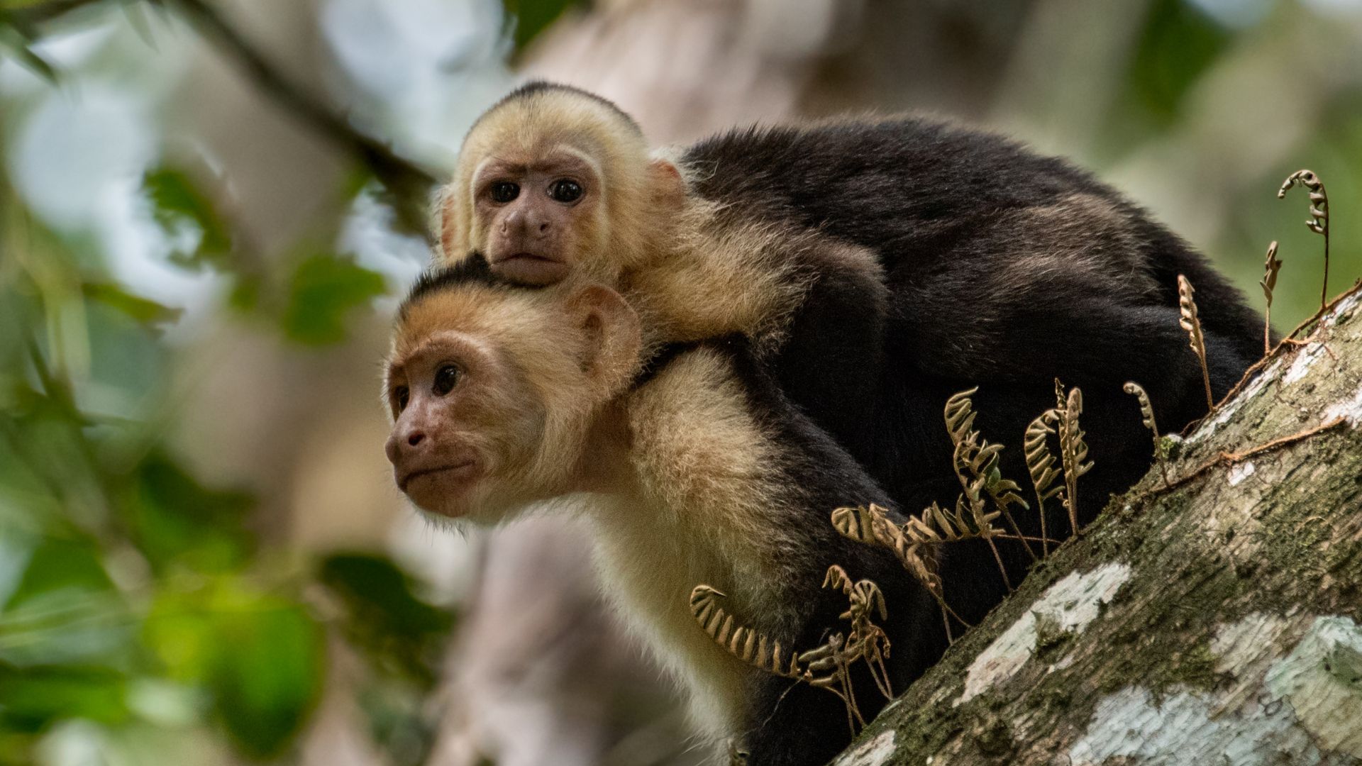 biodiversidad